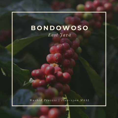Featured Coffee of the Month Subscription