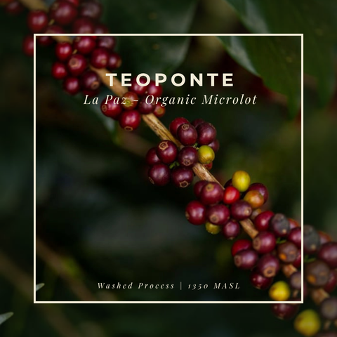 Featured Coffee of the Month Subscription
