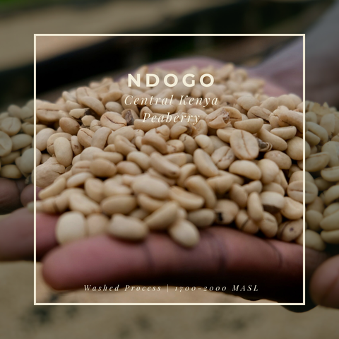 Featured Coffee of the Month Subscription