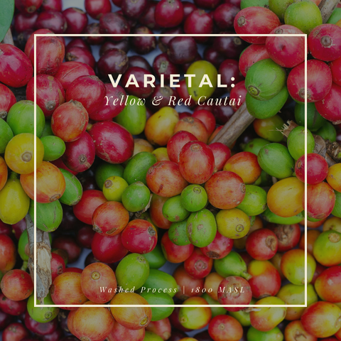 Featured Coffee of the Month Subscription
