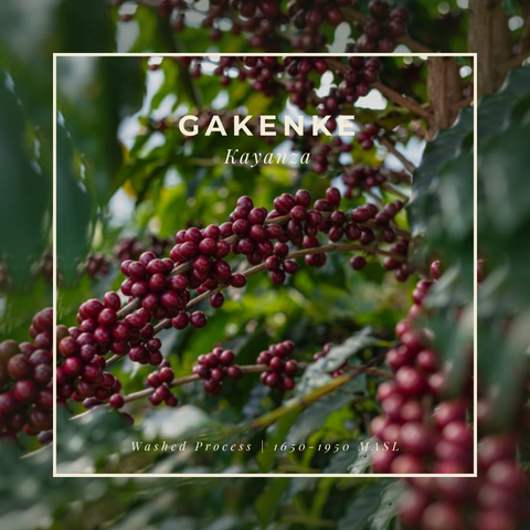 Featured Coffee of the Month Subscription